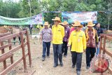 Bupati Tanah Laut H. Bambang Alamsyah menghadiri Gebyar Upaya Khusus Sapi Indukan Wajib Bunting (Upsus Siwab), di Desa Sumber Makmur, Kecamatan Takisung, Kabupaten Tanah Laut, Kamis (28/9). Foto:Antaranews Kalsel/Arianto/G.