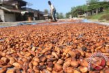 Pekerja menjemur biji kakao di salah satu tempat pengumpul kakao di Desa Buket Teukuh, Idi Tunong, Aceh Timur, Aceh, Kamis (28/9/2017). Harga kakao kering di tingkat pedagang pengumpul turun dari Rp38.000 per kilogram menjadi Rp22.500 per kilogram yang disebabkan pengaruh cuaca dan hama sekaligus penurunan harga pembelian di tingkat pedagang ekspor. (ANTARA FOTO/Syifa Yulinnas/foc)