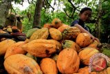 Seorang anak membantu orang tuanya mengumpulkan buah kakao (Theobroma cacao L.) saat panen, di perkebunan Desa Alue Dua, Nisam Antara, Aceh Utara, Aceh, Rabu (27/9/2017). Memasuki musim panen serentak, harga biji kakao kering di tingkat petani sejak dua pekan terakhir turun menjadi Rp18.000 per kilogram dari harga sebelumnya Rp25.000 per kilogram disebabkan penurunan harga pembelian di tingkat pedagang ekspor. (ANTARA FOTO/Rahmad)