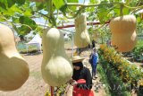 Pengunjung berswafoto di area tanaman labu saat pembukaan agrowisata, Pamekasan, Jawa Timur, Jumat  (29/9). Pemkab Pamekasan mencanangkan Desa Jalmak sebagai Agrowisata. Antara Jatim/Saiful Bahri/mas/17.