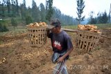 Seorang petani Suku Tengger memikul hasil panen kentang di Tosari, Pasuruan, Jawa Timur, Minggu (1/10). Produktifitas kentang di Kabupaten Pasuruan menjadi tumpuan untuk memasok kebutuhan kentang di Jawa Timur sebesar 60 persen. Antara Jatim/Umarul Faruq/mas/17.