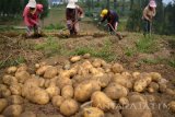 Sejumlah petani Suku Tengger memanen kentang di Tosari, Pasuruan, Jawa Timur, Minggu (1/10). Produktifitas kentang di Kabupaten Pasuruan menjadi tumpuan untuk memasok kebutuhan kentang di Jawa Timur sebesar 60 persen. Antara Jatim/Umarul Faruq/mas/17.