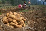Sejumlah petani Suku Tengger memanen kentang di Tosari, Pasuruan, Jawa Timur, Minggu (1/10). Produktifitas kentang di Kabupaten Pasuruan menjadi tumpuan untuk memasok kebutuhan kentang di Jawa Timur sebesar 60 persen. Antara Jatim/Umarul Faruq/mas/17.