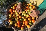 Buruh tani memilah tomat usai dipetik di lahan pertanian lereng Gunung Kelud, Desa Purworejo, Kediri, Jawa Timur, Minggu (1/10). Produksi tomat di daerah tersebut menurun hingga 70 persen karena kadar air dalam tanah berkurang akibat musim kemarau. Antara Jatim/Prasetia Fauzani/mas/17.