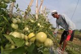 Petani menyiram tanaman tomat di Desa Taraban, Pamekasan, Jawa Timur, Senin  (2/10). Tingginya suhu panas pada musim kemarau tahun ini didaerah itu menyebabkan tunas tanaman tersebut mudah layu sehingga harus dilakukan perawatan ekstra. Antara Jatim/Saiful Bahri/uma/17