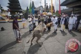 Pemuka Agama Hindu menusukkan tombak secara simbolis pada seekor kerbau yang dijadikan hewan kurban dalam ritual tahunan Purnama Kapat di tengah aktivitas Gunung Agung pada level awas di Pura Besakih, Karangasem, Bali, Rabu (4/10). Ritual setahun sekali di Pura yang berjarak sekitar sembilan kilometer dari kawah Gunung Agung tersebut juga dijadikan momentum untuk doa bersama agar bencana gunung meletus tidak terjadi. ANTARA FOTO/Nyoman Budhiana/wdy/2017.