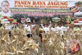 Sekjen Kementerian Desa Pembangunan Daerah Tertinggal dan Transmigrasi, Anwar Sanusi dan Sekdaprov Lampung Sutono (tengah) saat panen jagung di KTM Desa Tanjung Mas Rejo dan Desa Wonosari, Kecamatan Mesuji Timur, Provinsi Lampung. (ANTARA FOTO/Humas Pemprov Lampung).