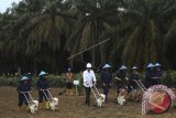 Presiden Joko Widodo (ketiga kiri) melakukan penanaman tumpang sari bersama para petani saat launching penanaman perdana program peremajaan kebun kelapa sawit di Desa Panca Tunggal, Sungai Lilin, Kabupaten Musi banyuasin, Sumatera Selatan, Jumat (13/10). Presiden Joko Widodo membagikan 1300 lembar sertifikat lembar kepada warga serta melakukan penanaman perdana program peremajaan kebun kelapa sawit seluas 4.460 hektare untuk 2.000 orang Kepala Keluarga, yang merupakan pertama di Indonesia. ANTARA FOTO/Nova Wahyudi/wdy/2017