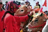 Petugas menyiapkan sapi kerapan saat  akan mengikuti seleksi Piala Presiden di Stadion R. Soenarto Hadiwidjojo, Pamekasan, Jawa Timur, Minggu (15/10). Grandfinal Kerapan Sapi Piala Presiden yang akan digelar 29 Oktober 2017 itu  akan diikuti 24 pasang sapi se-Madura.  Antara Jatim/Saiful Bahri/uma/17.