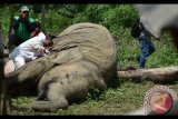 Sejumlah petugas Balai Konservasi Sumber Daya Alam (BKSDA) mengambil sampel Gajah Sumatra (Elephas Maximus Sumatresnsis) yang mati diduga akibat tersengat arus listrik di Kawasan Perkebunan warga Desa Seumanah Jaya, Rantoe Perlak, Aceh Timur, Aceh, Minggu (15/10). Pengambilan sejumlah organ tubuh gajah itu untuk uji laboratorium dalam proses penyelidikan penyebab kematian gajah. Antara Foto/Jabir/nym/2017.