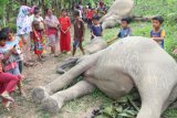 Warga mengamati dua gajah Sumatera (Elephas maximus sumatrensis) yang mati diduga akibat tersengat arus listrik di Kawasan perkebunan warga Desa Seumanah Jaya, Rantoe Perlak, Aceh Timur, Aceh, Minggu (15/10). Menurut keterangan Kepala Balai Konservasi Sumber Daya Alam (BKSDA) Aceh Sapto Aji Prabowo sejak dua tahun terakhir sebanyak 12 ekor gajah sumatera mati akibat tersengat arus listrik, diracun dan ditembak. ANTARA FOTO/Jabir/Syf/aww/17.