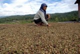 Kalteng sediakan anggaran untuk petani DAS Barito tanam kakao dan kopi robusta