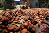 Petani meratakan biji kakao yang dikeringkan dengan cara dijemur di Desa Alue Dua, Nisam Antara, Aceh Utara, Aceh, Rabu (18/10). Harga kakao kering kualitas ekspor di tingkat petani dan pedagang pengumpul turun drastis dari Rp39.000 per kilogram menjadi Rp18000 per kilogram di sebabkan turunnya harga pembelian pelaku ekspor. (ANTARA FOTO/Rahmad/pd/17)