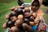 Petani memperlihatkan biji Pala saat dilakukan proses pengeringan di Desa Darussalam, Kecamatan Nisam Antara, Aceh Utara, Aceh, Rabu (18/10). Harga komoditas biji Pala kering yang dipasok untuk kebutuhan minyak Pala kawasan Meulaboh dan Medan Sumatera Utara anjlok Rp36 ribu perkilogram dari sebelumnya Rp60 ribu perkilogram di picu panen serentak Pala Aceh. (ANTARA FOTO/Rahmad/pd/17)