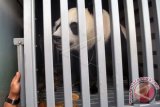 Seekor Giant Panda (Ailuropoda melanoleuca) berada di dalam kandang mobil saat tiba di Taman Safari Indonesia (TSI), Cisarua, Kabupaten Bogor, Jawa Barat, Kamis (28/9/17). Sepasang Giant Panda bernama Cai Tao (jantan) dan Hu Chun (betina) tiba di Taman Safari Indonesia dan akan karantina selama 40 hari di Rumah Panda Indonesia yang terletak di ketinggian 1.800 meter di atas permukaan laut, dengan lingkungan alami terpadu yang meniru habitat alami giant panda di China. (ANTARA FOTO/Arif Firmansyah). 