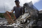 Pekerja mengumpulkan ikan asin yang telah kering dijempur di sentra pemindangan Desa Tasikmadu, Trenggalek, Jawa Timur, Senin (23/10). Musim panen ikan mempengaruhi harga ikan asin dengan rata-rata mengalami penurunan di kisaran Rp3 ribu hingga Rp7.500 per kilogram, seperti ikan teri dari semula Rp25 ribu kini turun menjadi Rp17,5 ribu per kilogram sementara ikan asin belek dari semula Rp15 ribu kini dijual di kisaran Rp12 ribu per kilogram. Antara Jatim/Destyan Sujarwoko/mas/17.