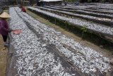 Pekerja menjemur ikan asin di sentra pemindangan Desa Tasikmadu, Trenggalek, Jawa Timur, Senin (23/10). Musim panen ikan mempengaruhi harga ikan asin dengan rata-rata mengalami penurunan di kisaran Rp3 ribu hingga Rp7.500 per kilogram, seperti ikan teri dari semula Rp25 ribu kini turun menjadi Rp17,5 ribu per kilogram sementara ikan asin belek dari semula Rp15 ribu kini dijual di kisaran Rp12 ribu per kilogram. Antara Jatim/Destyan Sujarwoko/mas/17.