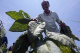 Petani memetik daun tembakau di areal persawahan Tulungagung, Jawa Timur, Rabu (25/10). Petani mengeluhkan harga daun tembakau di semua varietas yang mengalami penurunan dari semula Rp650 ribu hingga Rp900 ribu per kuintal menjadi Rp450 ribu hingga Rp700ribu per kuintal karena dampak penghujan. Antara Jatim/Destyan Sujarwoko/mas/17.