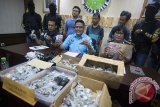 Wakil Direktur Reserse Narkoba Polda Bali, AKBP Sudjarwoko (tengah) menjelaskan kronologis penangkapan bandar narkotika 'magic mushroom' dalam konferensi pers di Polda Bali, Denpasar, Kamis (26/10). Polisi menangkap tiga tersangka dengan barang bukti 1,2 Kg jamur kotoran sapi mengandung narkotika golongan I dalam 138 paket plastik yang rencananya dipasarkan kepada wisatawan di kawasan Kuta. Antara Bali/Nyoman Budhiana/nym/2017.