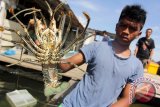 Nelayan memperlihatkan udang lobster di lokasi budidaya pelabuhan Sinabang, Pulau Simeulue, Kabupaten Simeulue, Aceh, Rabu (25/10). Pengusaha di salah satu pulau terluar di Aceh itu menyatakan ekspor udang lobster yang rata-rata satu ton per bulan itu terkendala sarana transportasi udara dan laut. (ANTARA FOTO/Ampelsa/aww/17)