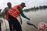 Kepala Dinas Pertanian dan Ketahanan Pangan Kota Banjarmasin Lauhem Mahfuzi melakukan penebaran ikan dikawasan Sungai Martapura Banua Anyar Kota Banjarmasin, Jumat,(27/10.Penebaran 10 ribu bibit ikan Baung, Patin serta lainnya ini bertujuan untuk melestarikan ikan-ikan tersebut di Sungai Martapura Kota Banjarmasin.(Foto Antaranews Kalsel/hms/f)