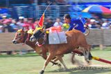 Joki memacu sapi saat 'Grand Final' Kerapan Sapi memperebutkan Piala Presiden di Stadion Soenarto Hadiwidjojo, Pamekasan, Jawa Timur, Minggu (29/10). Sebanyak 24 pasang sapi se Madura ambil bagian dalam kejuaraan tahunan itu. Antara Jatim/Saiful Bahri/mas/17.