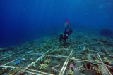 Seorang nelayan mengecek transplantasi terumbu karang di Zona Perlindungan Bersama (ZPB) Bangsring Underwater, Banyuwangi, Jawa Timur, Minggu (29/10). Transplantasi terumbu karang oleh nelayan seluas 15 hektar di pantai Bangsring tersebut, sebagai upaya mengembalikan ekosistem bawah laut yang pernah rusak akibat penangkapan ikan tidak ramah lingkungan. Antara Jatim/Budi Candra Setya/mas/17.