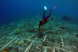 Seorang nelayan mengecek transplantasi terumbu karang di Zona Perlindungan Bersama (ZPB) Bangsring Underwater, Banyuwangi, Jawa Timur, Minggu (29/10). Transplantasi terumbu karang oleh nelayan seluas 15 hektar di pantai Bangsring tersebut, sebagai upaya mengembalikan ekosistem bawah laut yang pernah rusak akibat penangkapan ikan tidak ramah lingkungan. Antara Jatim/Budi Candra Setya/mas/17.