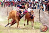 Joki memacu sapi saat seleksi Karapan Sapi Piala Presiden di Stadion R. Soenarto Hadiwidjojo, Pamekasan, Jawa Timur, Minggu (15/10). Babak Grand final Karapan Sapi Piala Presiden digelar 29 Oktober 2017 dan akan diikuti 24 pasang sapi se-Madura. ANTARA FOTO/Saiful Bahri/wdy/2017.