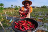 Petani memanen cabai merah di Desa Bettet,  Pamekasan, Jawa Timur, Rabu (1/11). Dalam dua bulan terakhir harga cabai merah di Madura anjlok dari Rp9.000 per kg menjadi Rp6.000 per kg akibat melimpahnya kiriman dari sejumlah daerah di Jawa. Antara Jatim/Saiful Bahri/mas/17.
