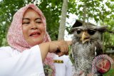 Petugas Balai Konservasi Sumber Daya Alam (BKSDA) Aceh menunjukkan salah satu jenis burung hantu peliharaan taman satwa di Taman Rusa, Sibreh, Aceh Besar, Aceh, Kamis (2/11). Indonesia memiliki 54 jenis burung hantu dari sekitar 240 lebih spesies burung hantu yang hidup di dunia dan diantaranya merupakan spesies burung hantu endemik Nusantara. (ANTARA FOTO/Irwansyah Putra/ama/17)