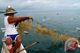 ALRI hopes to increase exports of seaweed to China