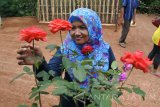 Pengunjung memetik bunga mawar di kampung bunga Dusun Taman Rejo, Desa Curah Tatal, Arjasa, Situbondo, Jawa Timur, Sabtu (4/11). Warga setempat mulai mengembangkan kampung bunga sebagai tempat wisata baru di Situbondo, dimana pengunjung bisa memetik gratis dan membawa pulang aneka bunga seperti mawar, krisan, dahlia, atau sedapmalam dan sebagainya. Antara Jatim/Seno/mas/17.  