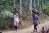 Pekerja kebun memikul kayu di Desa Curah Tatal, Arjasa, Situbondo, Jawa Timur, Sabtu (4/11). Para pekerja kebun di daerah tersebut membawa pulang kayu sisa pangkasan dari pohon peneduh kopi untuk dipakai bahan bakar memasak, penghangat ruangan atau dijual. Antara Jatim/Seno/mas/17.