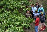 Sejumlah warga negara Timor Leste menyimak penjelasan petugas Gabungan Kelompok Tani (Gapoktan) Kopi Gunung Kelir tentang budi daya kopi jenis robusta, di perkebunan kopi Dusun Sirap, Jambu, Kabupaten Semarang, Jawa Tengah, Rabu (8/11). Selain belajar cara budi daya, warga negara Timor Leste yang merupakan pelaku UMKM tersebut juga belajar pengolahan, pemasaran kopi, dan pengemasan kebun kopi sebagai destinasi wisata di Gapoktan binaan PT Telekomunikasi Indonesia Tbk (Telkom) itu. ANTARA FOTO/Aditya Pradana Putra/wdy/2017.