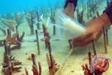 Menggandeng UKM Diving Proklamator, Sumbar Transplantasi 2.200 Bibit Terumbu Karang