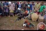 Sejumlah warga menyaksikan dua ayam jago yang diadu dalam upacara Aci Keburan di Desa Adat Kelusa, Payangan, Gianyar, Minggu (12/11). Tradisi mengadu ayam jago tersebut merupakan ritual kurban sebagai wujud syukur warga setempat kepada Dewa Brahma atau Dewa Agni atas hasil peternakan mereka yang telah memberi berkah. Antara foto/Wira Suryantala/nym/2017.