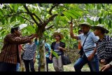 Sejumlah warga negara Timor Leste menyimak penjelasan petugas Gabungan Kelompok Tani (Gapoktan) Kopi Gunung Kelir tentang budi daya kopi jenis robusta, di perkebunan kopi Dusun Sirap, Jambu, Kabupaten Semarang, Jawa Tengah, Rabu (8/11). Selain belajar cara budi daya, warga negara Timor Leste yang merupakan pelaku UMKM tersebut juga belajar pengolahan, pemasaran kopi, dan pengemasan kebun kopi sebagai destinasi wisata di Gapoktan binaan PT Telekomunikasi Indonesia Tbk (Telkom) itu. ANTARA FOTO/Aditya Pradana Putra/kye/17.