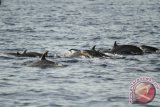Sejumlah lumba-lumba muncul di permukaan di Perairan Wangiwangi, Wakatobi, Sulawesi Tenggara, Senin (13/11). Selain pesona keindahan alam bawah laut, Wakatobi juga menyimpan potensi lainnya yakni keberadaan lumba-lumba di wilayah perairan tersebut. Antara Foto/Jojon/nym/2017.