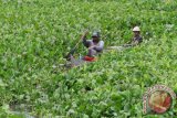 Nelayan berusaha menembus eceng gondok yang menutupi permukaan Danau Limboto di Desa Hutadaa, Kabupaten Gorontalo, Gorontalo. Kementerian Agraria dan Tata Ruang menyetujui substansi rencana tata ruang tentang Kawasan Strategis Provinsi (KSP) Danau Limboto dalam rangka menyelamatkan dan melestarikan Danau Limboto. (ANTARA FOTO/Adiwinata Solihin)