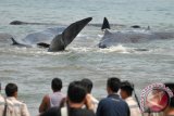 Warga menyaksikan sejumlah paus yang terdampar di peraian pantai wisata Desa Durung, Kecamatan Masjid Raya, Aceh Besar, Aceh, Senin (13/11/2017). Sebanyak 10 ekor paus terdampar di pantai wisata Desa Durung, beberapa ekor di antaranya mengalami luka-luka. (ANTARA FOTO/Ampelsa/kye)