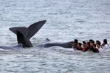 Petugas dari berbagai komponen dibantu warga berupaya mengevakuasi ikan paus yang terdampar di Pantai Ujong Kareung, Aceh Besar, Aceh, Senin (13/11). Proses evakuasi 10 ikan jenis paus Sperma melibatkan berbagai komponen masyarakat, sementara pihak terkait masih melakukan penyelidikan penyebab terdamparnya ikan tersebut. ANTARA FOTO/Irwansyah Putra/pd/17.