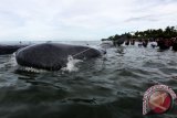 Petugas dari berbagai komponen dibantu warga saat berupaya mengevakuasi ikan paus yang terdampar di Pantai Ujong Kareung, Aceh Besar, Aceh, Senin (13/11/17). Proses evakuasi 10 ikan jenis paus Sperma melibatkan berbagai komponen masyarakat, sementara pihak terkait masih melakukan penyelidikan penyebab terdamparnya ikan tersebut. (ANTARA FOTO/Irwansyah Putra). 