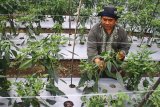 Petani mengamati tanaman cabai miliknya yang rusak dan mengkerdil akibat serangan virus Gemini di Karangploso, Malang, Jawa Timur, Rabu (15/11). Akibat serangan virus gemini, sebanyak 200 hektare lahan cabai di kawasan tersebut rusak dan terancam gagal panen sehingga petani mengalami kerugian hingga 50 juta rupiah per hektare. Antara Jatim/Ari Bowo Sucipto/mas/17.