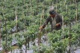 Petani mengamati tanaman cabai miliknya yang rusak dan mengkerdil akibat serangan virus Gemini di Karangploso, Malang, Jawa Timur, Rabu (15/11). Akibat serangan virus gemini, sebanyak 200 hektare lahan cabai di kawasan tersebut rusak dan terancam gagal panen sehingga petani mengalami kerugian hingga 50 juta rupiah per hektare. Antara Jatim/Ari Bowo Sucipto/mas/17.