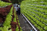 Wisatawan mengunjungi kebun edukasi hidroponik di Taman Botani Sukorambi, Jember, Jawa Timur, Kamis (16/11). Sejumlah pengunjung kebun edukasi hidroponik tersebut bisa berwisata sambil belajar bibit tanaman, perawatan hingga hasil panen tanaman hidroponik, seperti tanaman selada hijau, selada merah, buter hit dan samhong. Antara Jatim/Seno/mas/17. 

