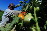 Petani panen tomat di Desa Pilagan, Galis, Pamekasan, Jawa Timur, Jumat (17/11). Sejak dua pekan lalu harga tomat naik dari Rp1.000 menjadi Rp3.500 per kg, karena minimnya stok ditingkat petani. Antara Jatim/Saiful Bahri/mas/17.