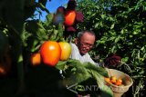 Petani panen tomat di Desa Pilagan, Galis, Pamekasan, Jawa Timur, Jumat (17/11). Sejak dua pekan lalu harga tomat naik dari Rp1.000 menjadi Rp3.500 per kg, karena minimnya stok ditingkat petani. Antara Jatim/Saiful Bahri/mas/17.