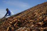 Pekerja menjemur daun tembakau varietas gagang rejeb sidi di Tulungagung , Jawa Timur, Jumat (17/11). Komisi Pelepasan Varietas Kementerian Pertanian menetapkan tembakau varietas gagang rejeb sidi sebagai varietas unggulan baru asal Tulungagung yang memiliki kadar nikotin tinggi (4,04 persen), volume produksi rata-rata 9 kuintal per hektare, tahan terhadap peyakit tanaman serta kualitas/mutu yang diakui produsen rokok maupun pasar tembakau nasional. Antara Jatim/Destyan Sujarwoko/mas/17.