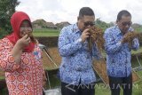 (Dari kiri ke kanan) Bupati Tulungagung Syahri Mulyo, Wakil Bupati Maryoto Bhirowo dan Kepala Dinas Pertanian Tulungagung Suprapti mencium aroma tembakau varietas gagang rejeb sidi di sentra pertanian dan pengolahan tembakau di Tulungagung , Jawa Timur, Jumat (17/11). Komisi Pelepasan Varietas Kementerian Pertanian menetapkan tembakau varietas gagang rejeb sidi sebagai varietas unggulan baru asal Tulungagung yang memiliki kadar nikotin tinggi (4,04 persen), volume produksi rata-rata 9 kuintal per hektare, tahan terhadap peyakit tanaman serta kualitas/mutu yang diakui produsen rokok maupun pasar tembakau nasional. Antara Jatim/Destyan Sujarwoko/mas/17.